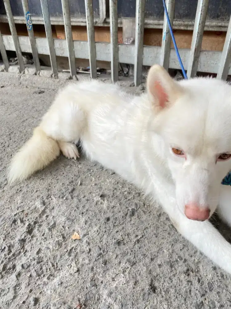 Husky albino male