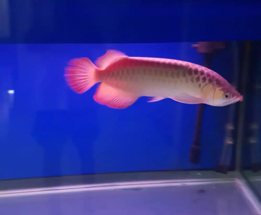 Dijual ikan Aruana