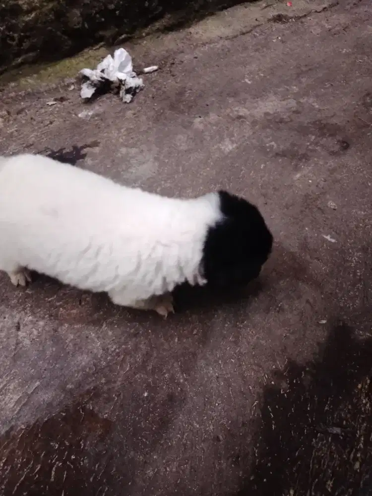 Jual cepet aja anak anjing