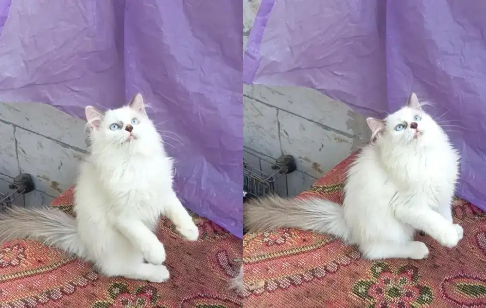 Ragdoll kitten 3.5bulan