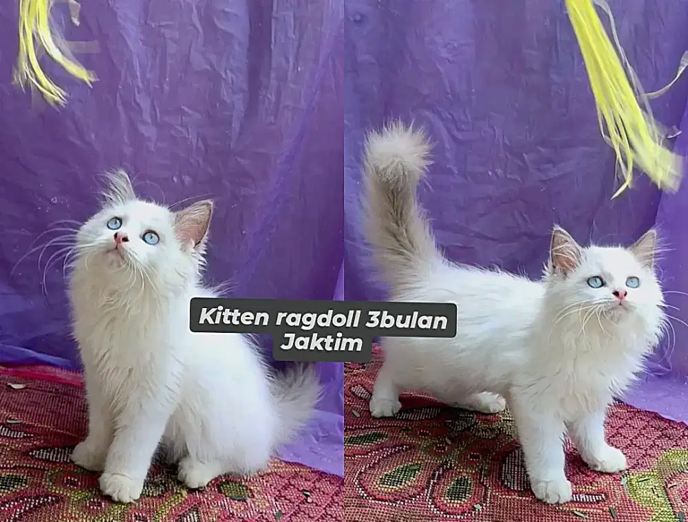Ragdoll simetris