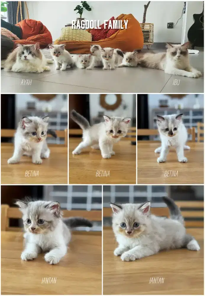 RAGDOLL KITTEN JANTAN & BETINA