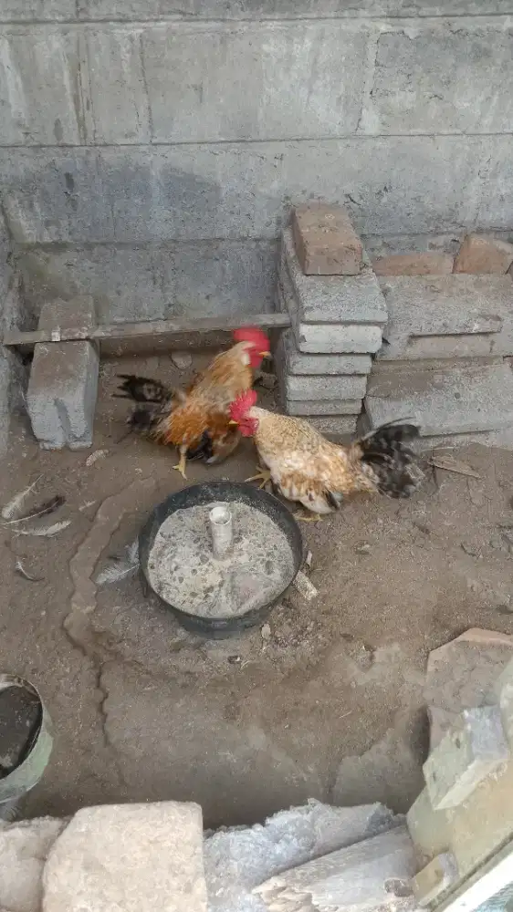 Ayam  kate  jantan