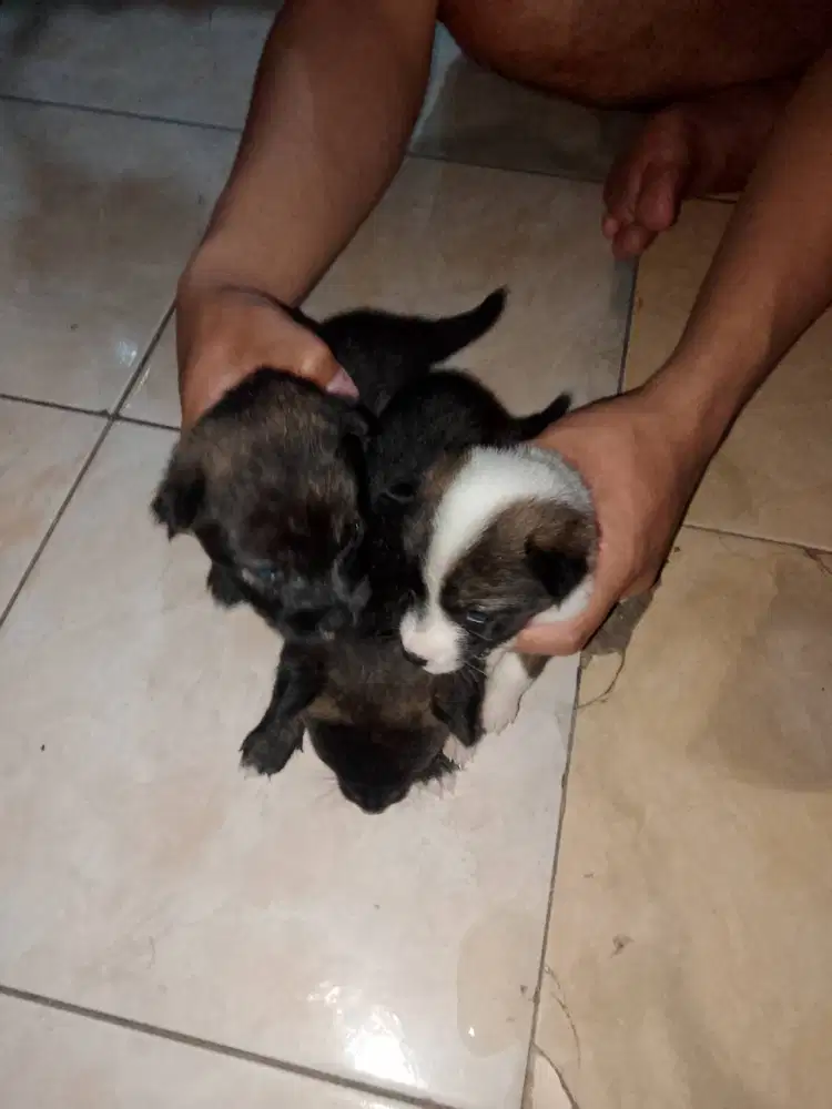 Anakan Anjing 3 Betina