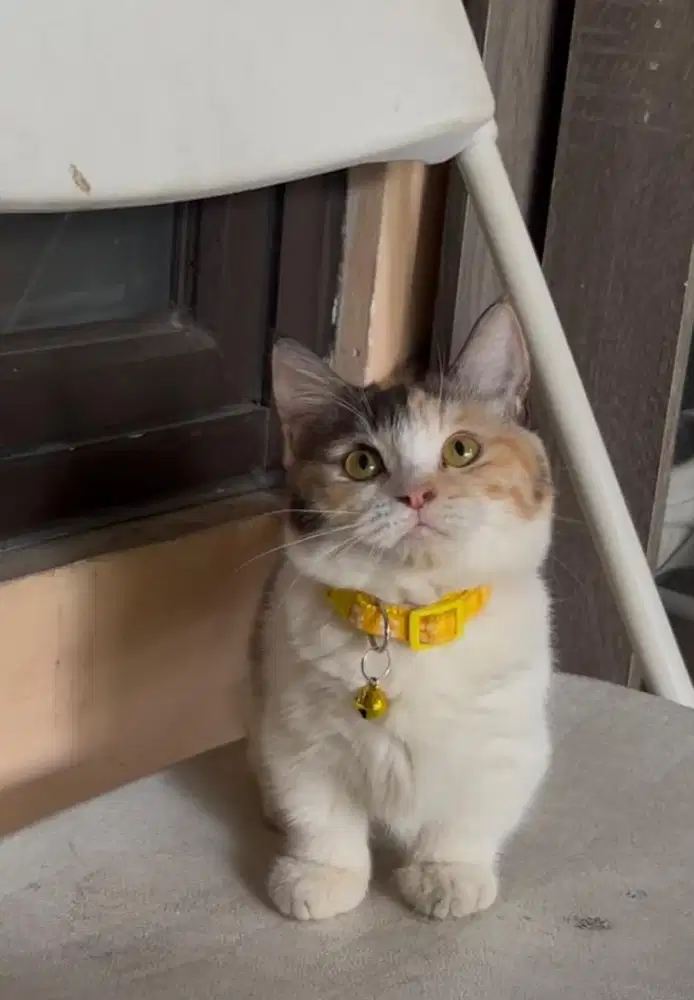 Kucing munchkin british shorthair bsh british short hair