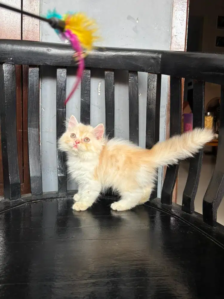 Kucing persian jantan