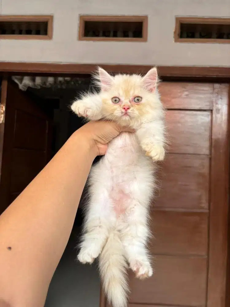 Kucing Persian Jantan