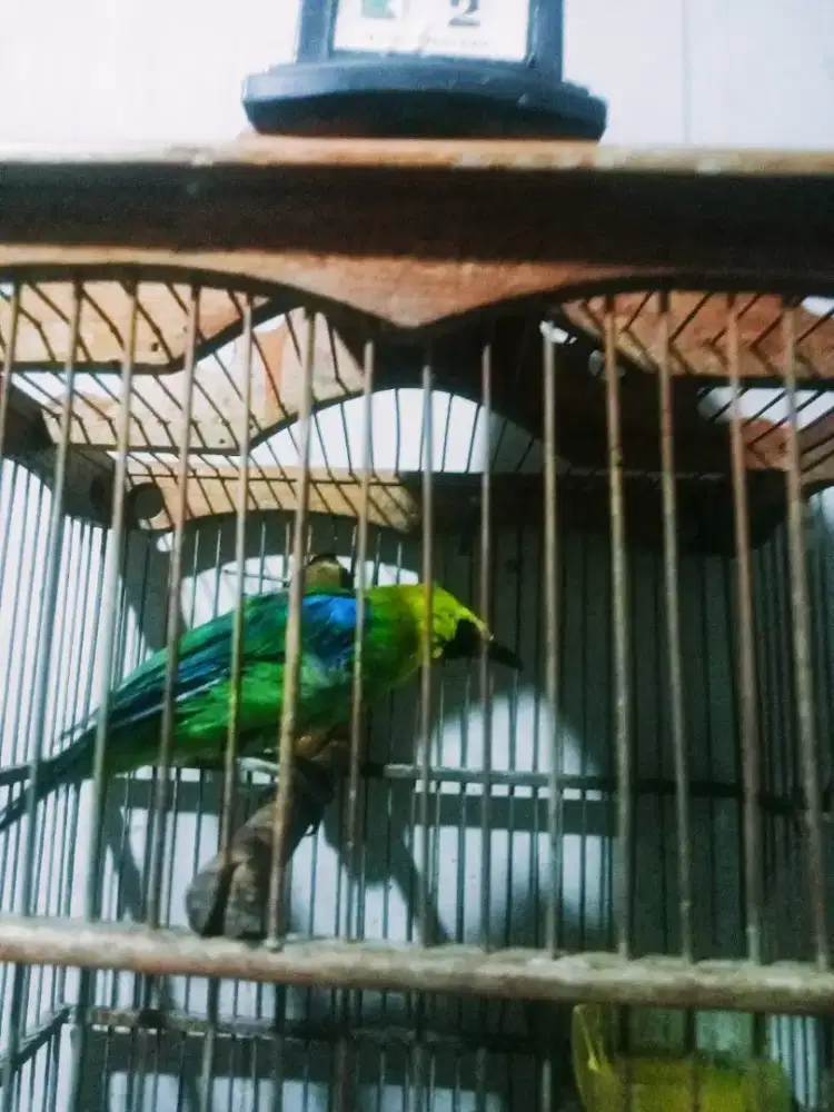 Burung Hijau Plus kk jati