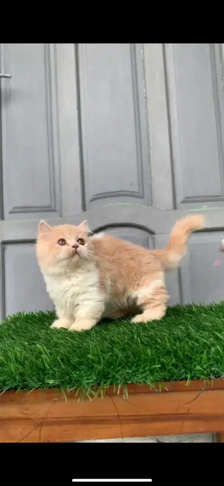 Munchkin long hair