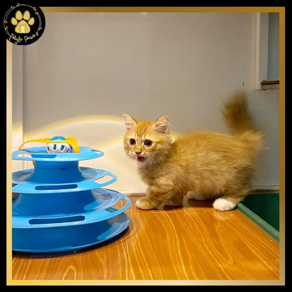 OPEN BOOKING MUNCHKIN BSH LONGHAIR JANTAN