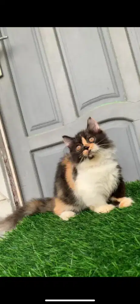 Munchkin long hair