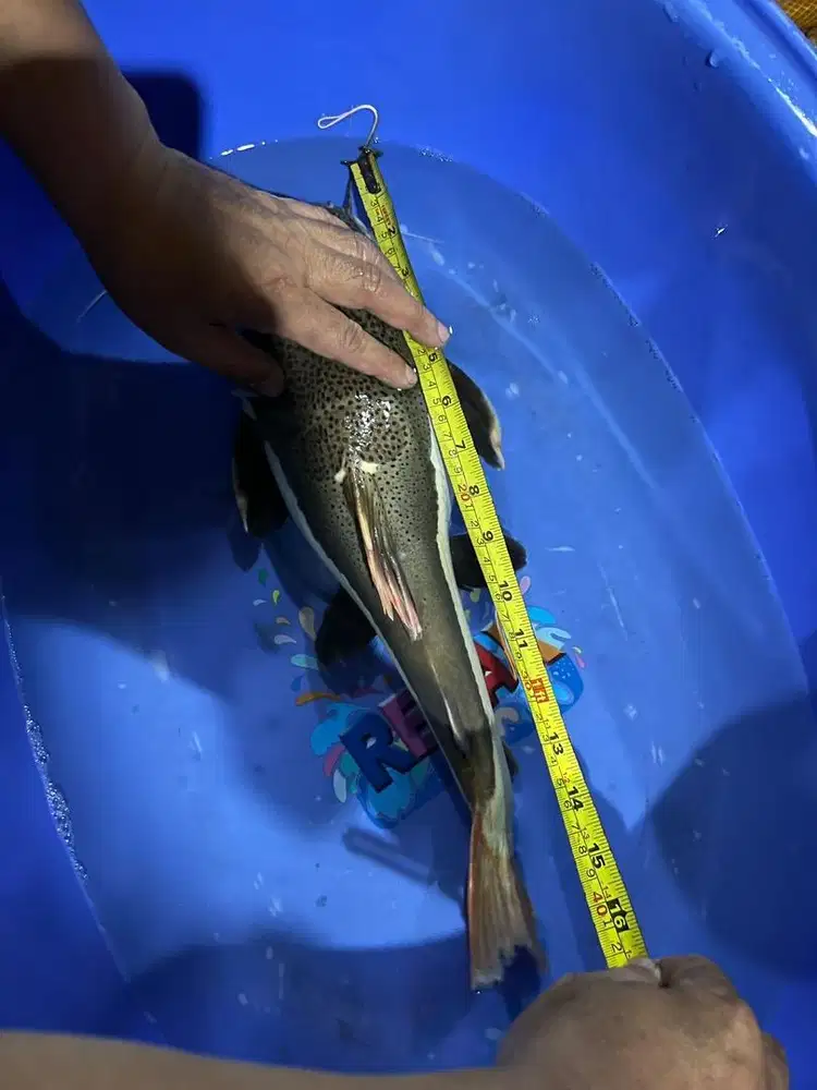 Ikan Predator (TSN, RTC dan Oscar