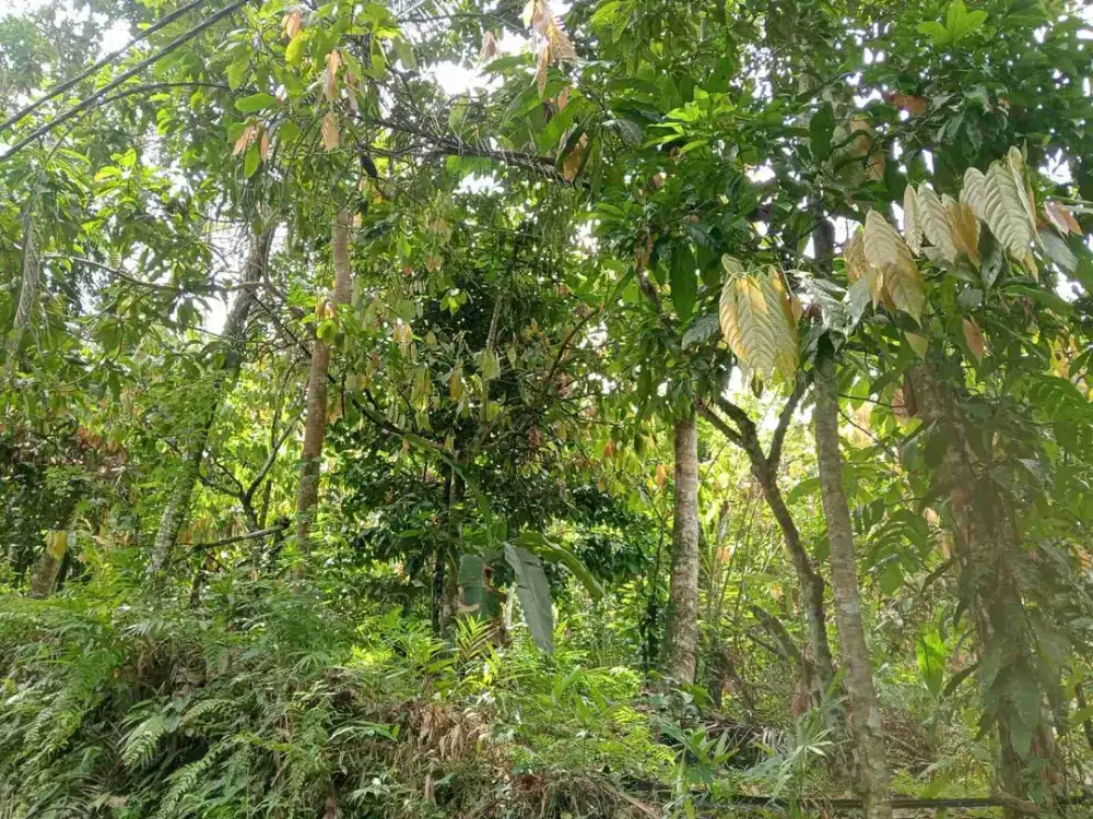 buc jual cepat lahan kebun kakao langsung onner