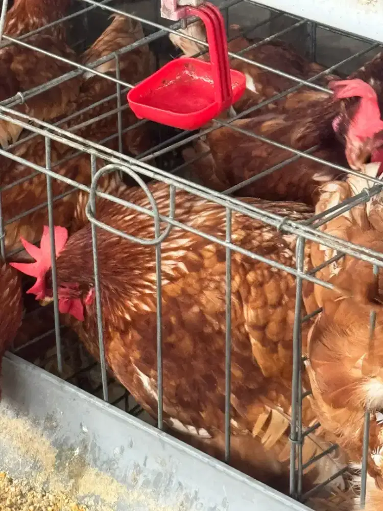 Ayam petelur 24 minggu