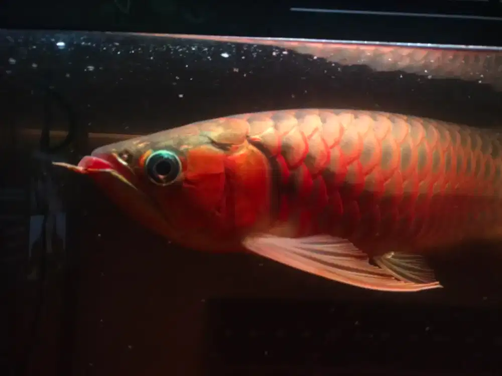 arwana itiawlung ITL +- 55cm
