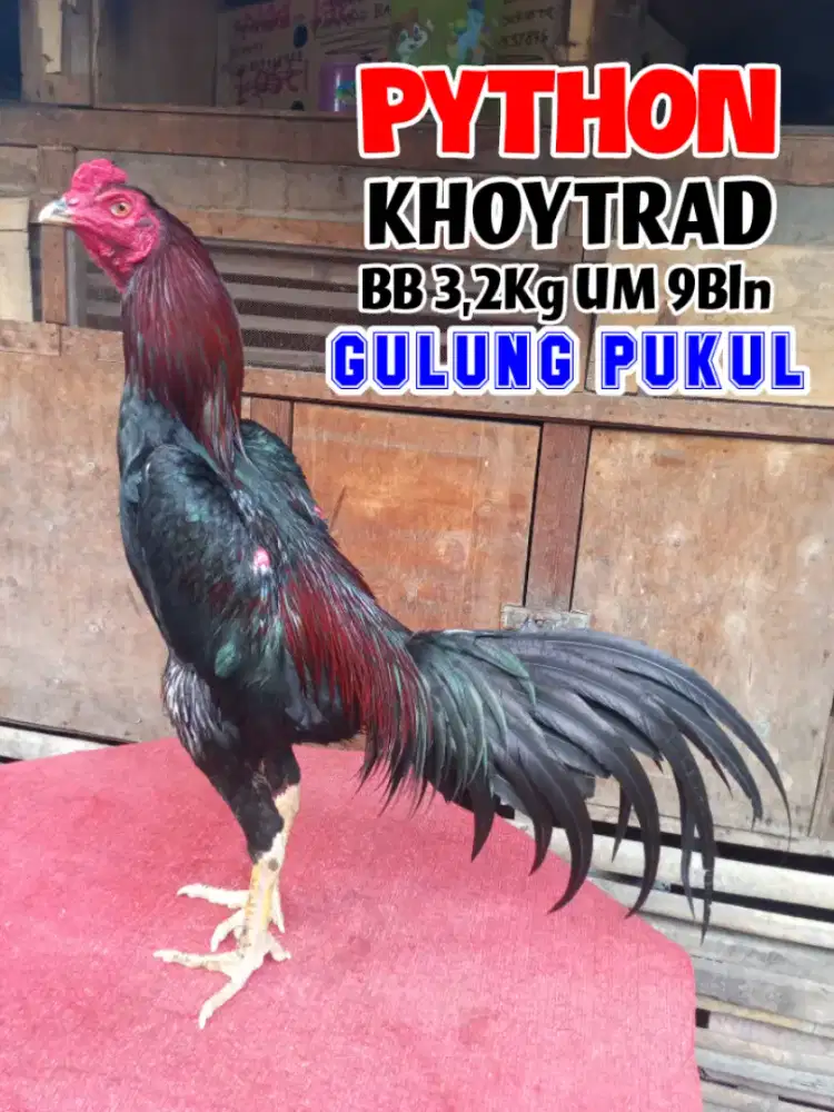 Ayam Bangkok x Pakhoy