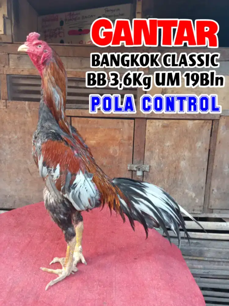 Ayam Bangkok Classic