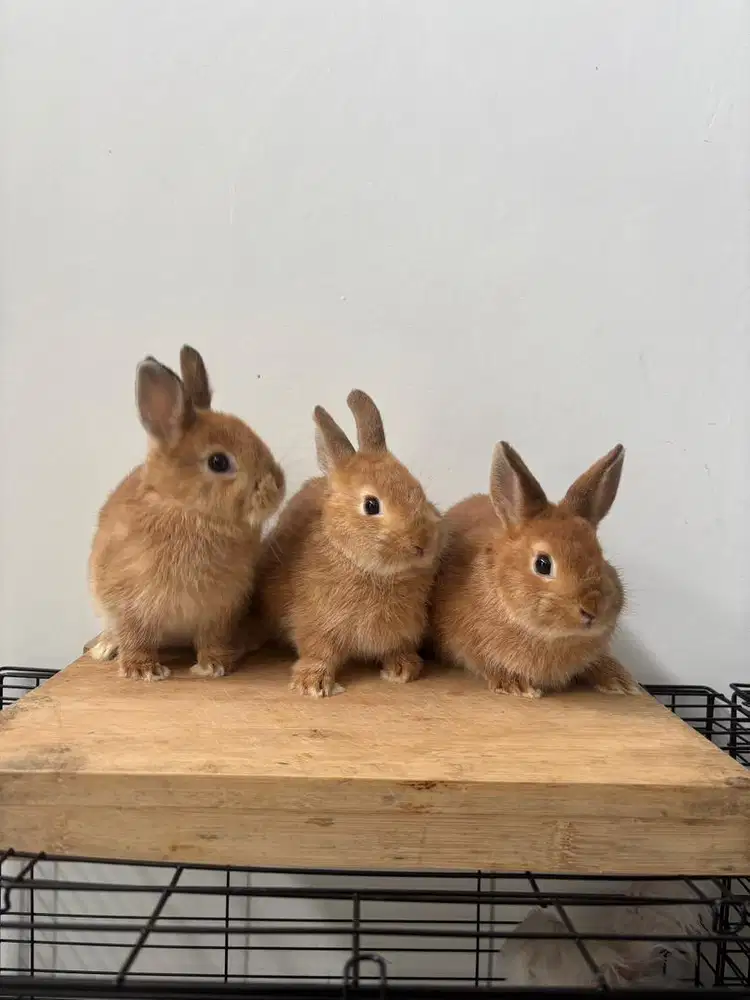 Kelinci Netherland Dwarf
