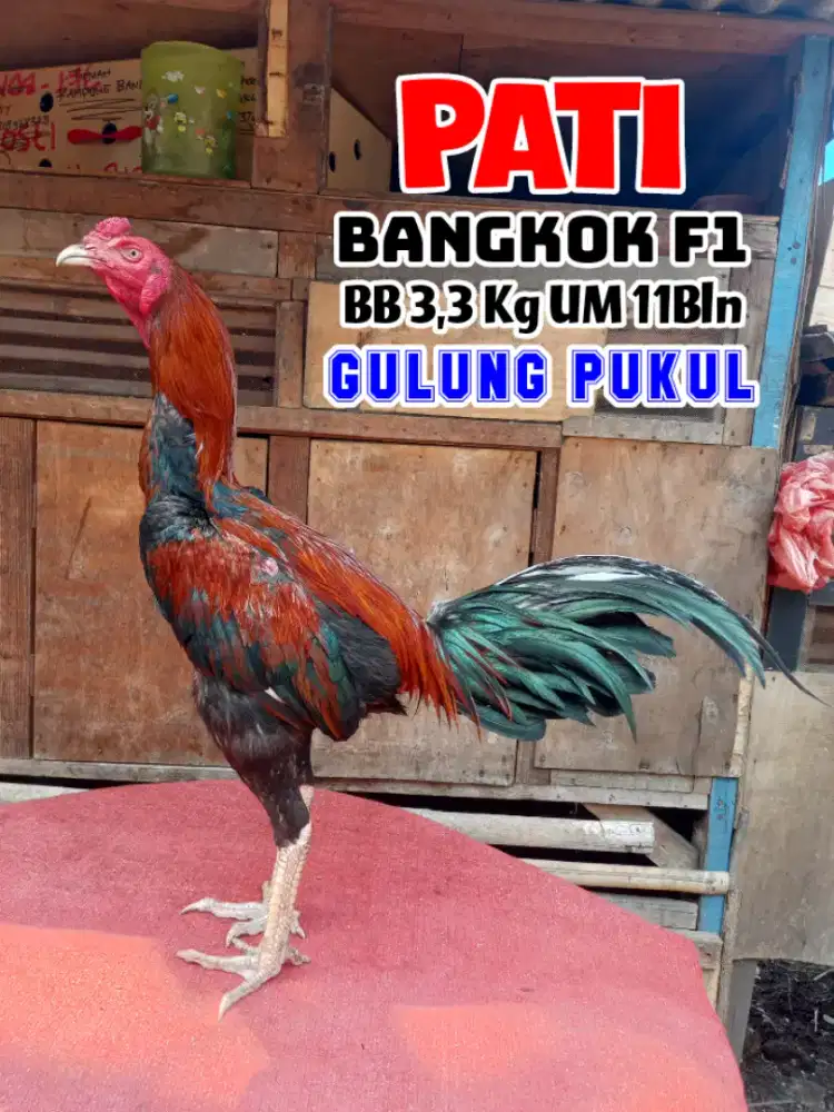 Ayam Bangkok F1