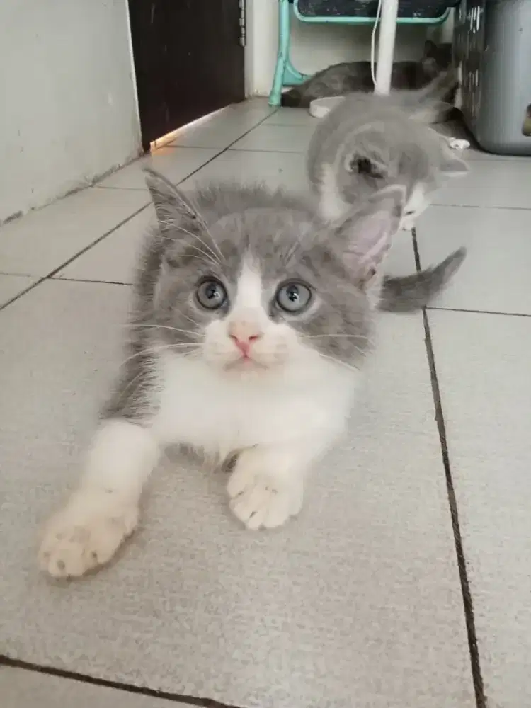 Persian Short Hair Bi Colour Kitten Abu2 Putih Jantan