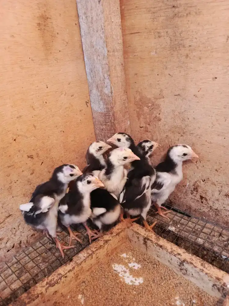 Ayam ekor lidi ori