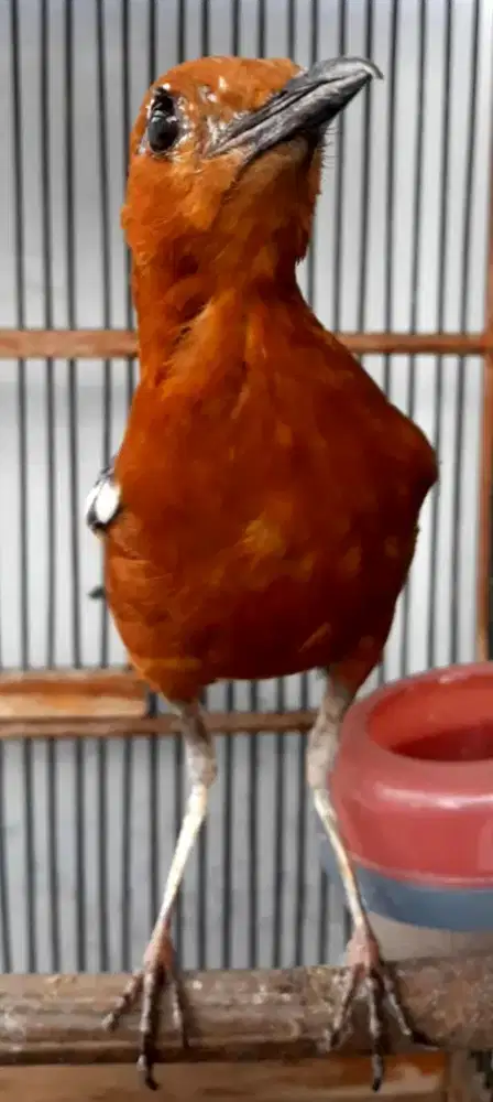 BURUNG ANIS MERAH PLUS KENARI MERLOK PENGEN DI RAD