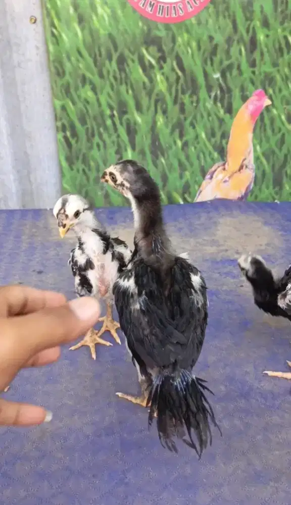 Ayam aseel parrot ori