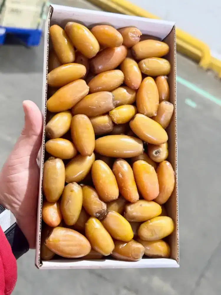 kurma muda ruthob