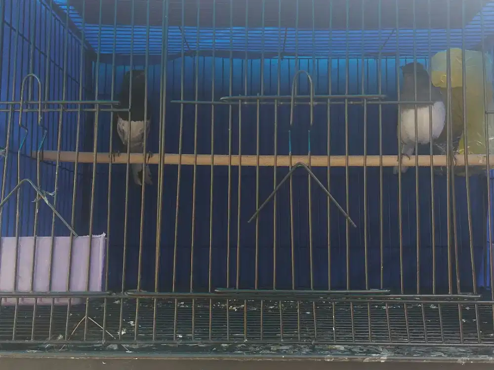Burung Kacer Gacor