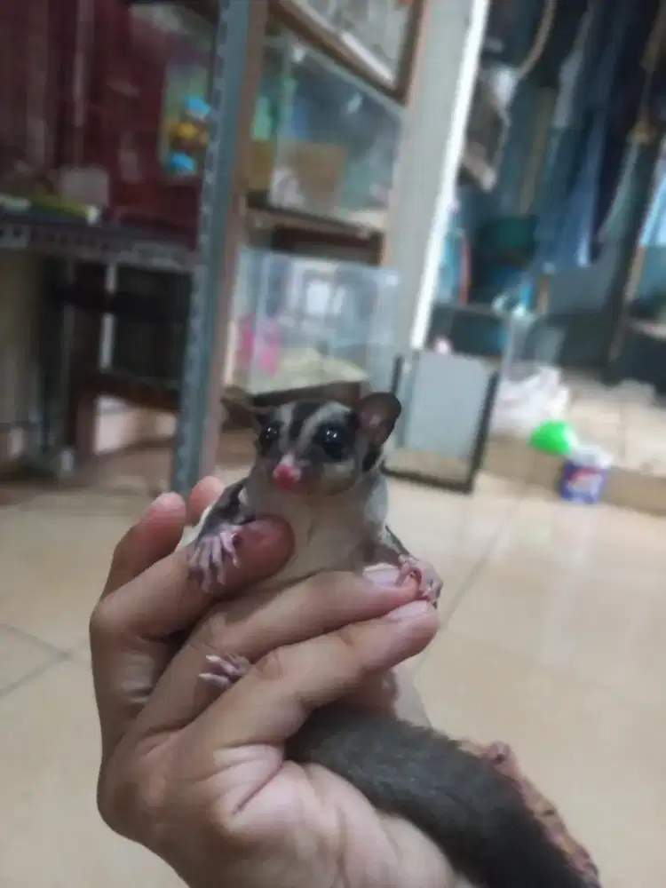 Sugar glider classik grey Betina