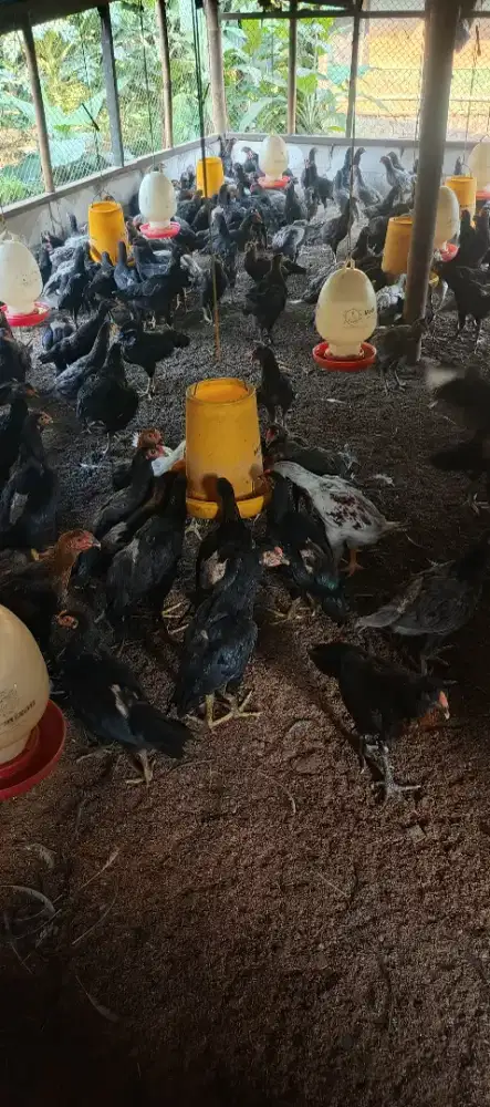 Ayam kampung KUB