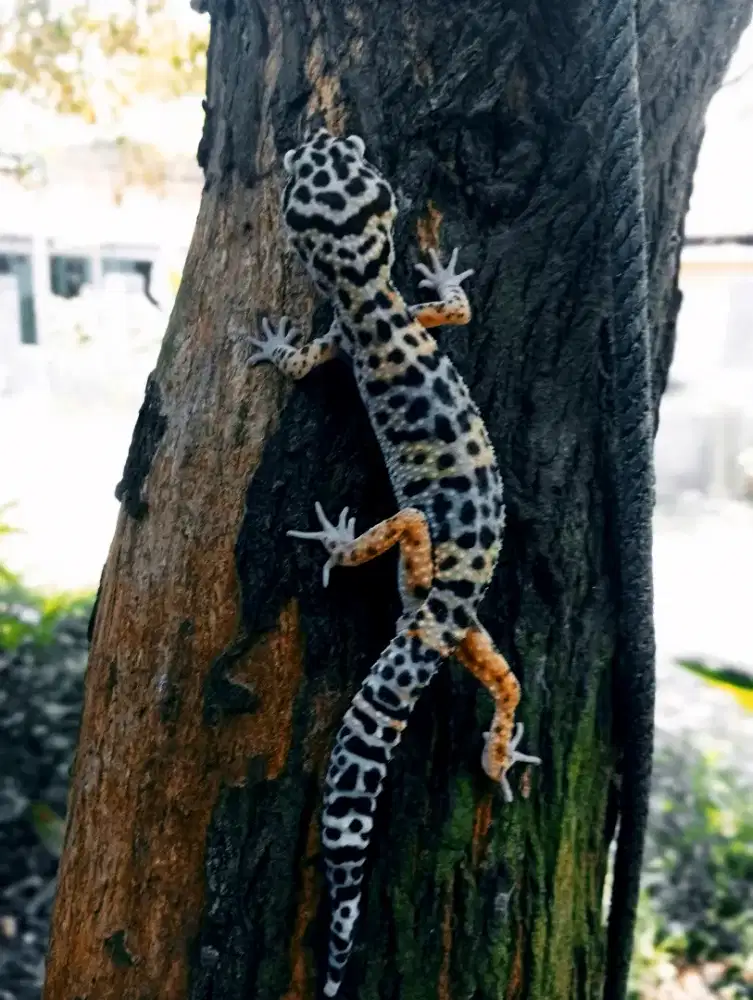 Dijual Leopard gecko umur 1 tahun