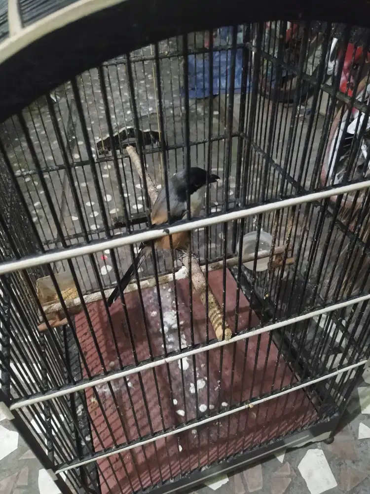 Pentet jawa timur MD