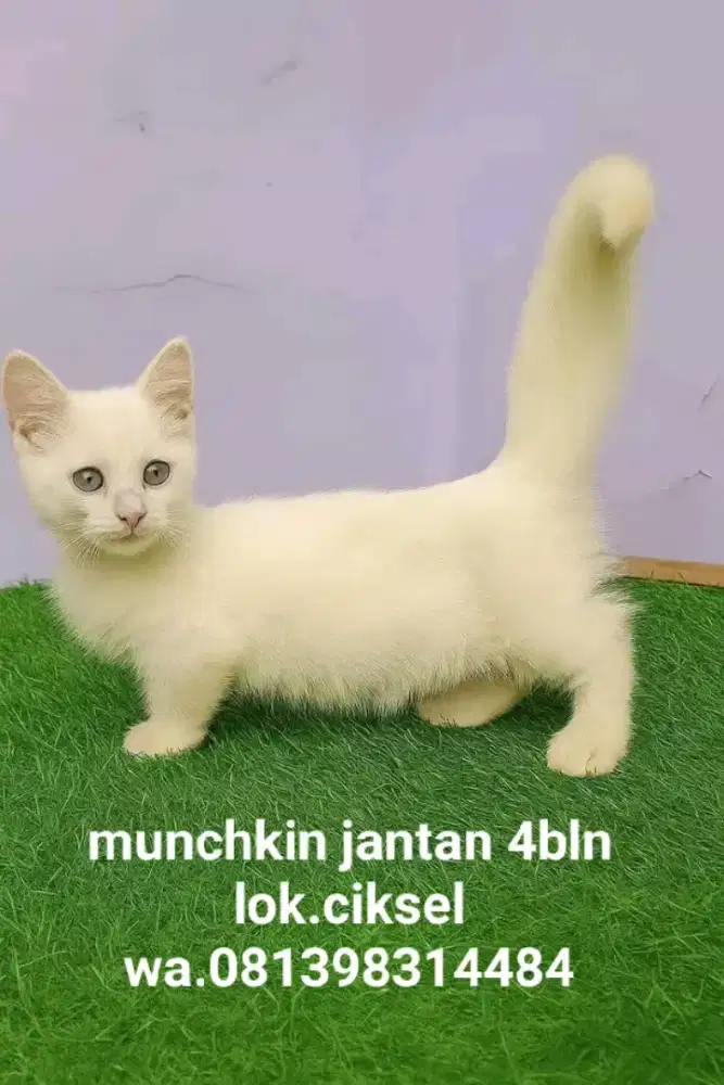 Kitten munchkin