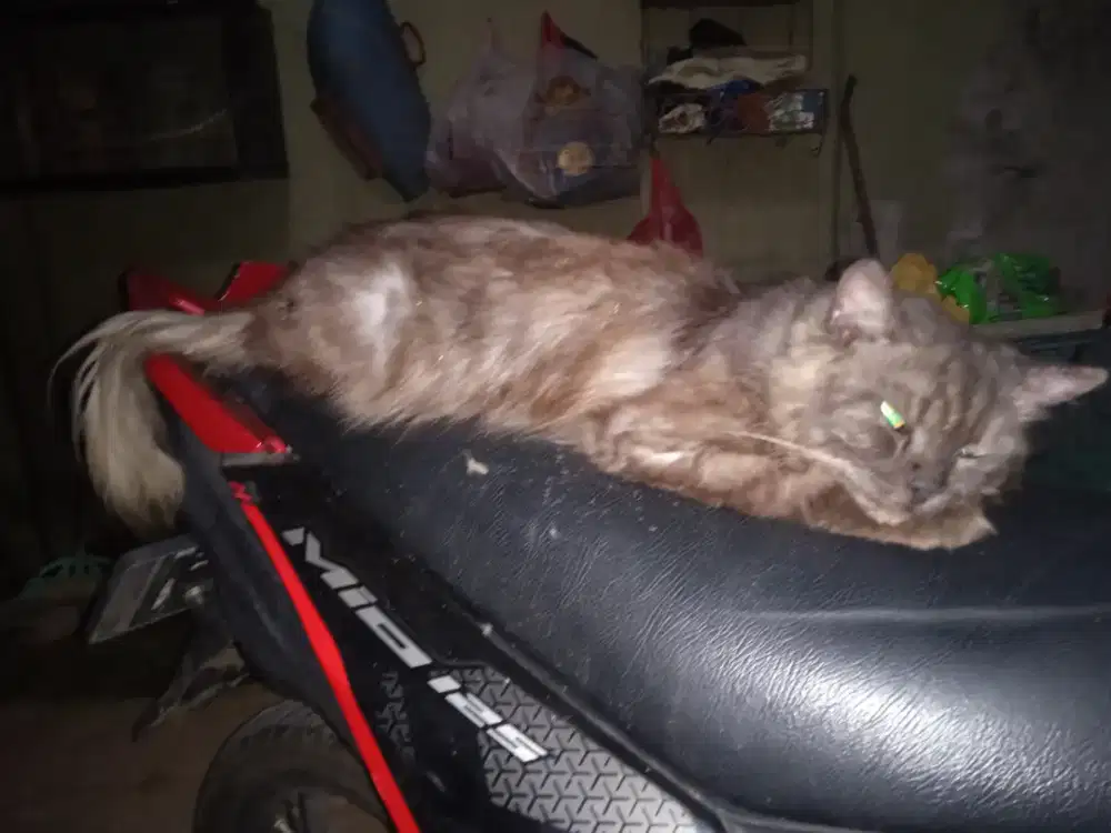 Kucing persmed LA