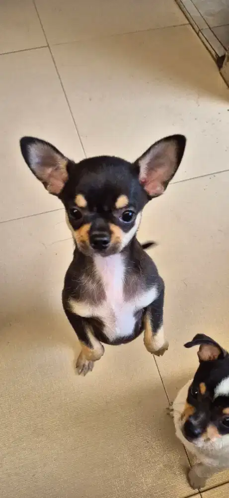 Anjing Chihuahua