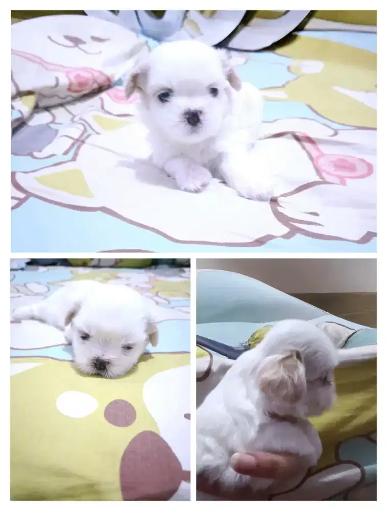 shihtzu stb vaksin