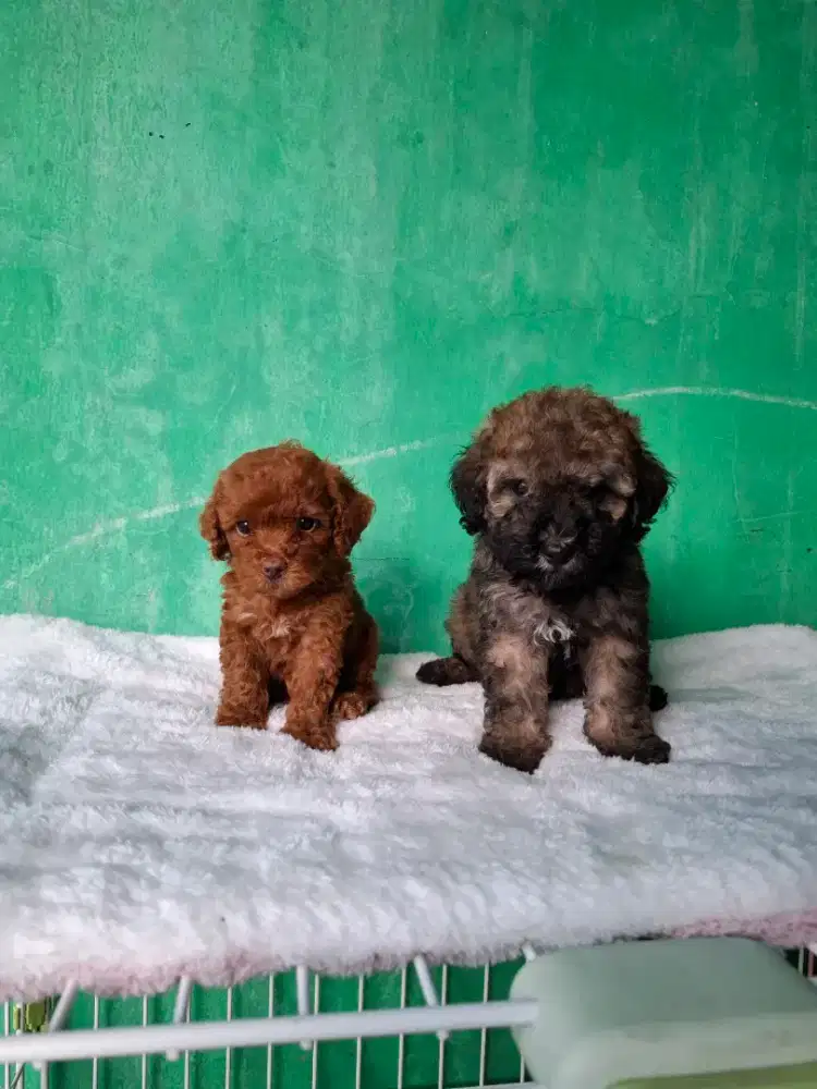 Poodle kosongan