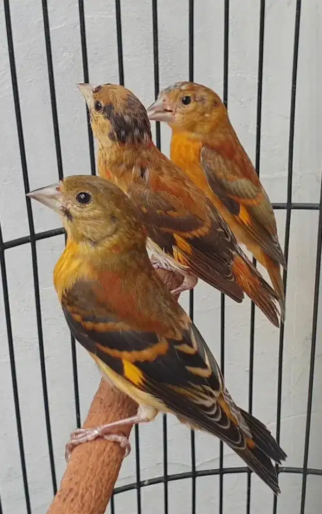 Red siskin paud jantan