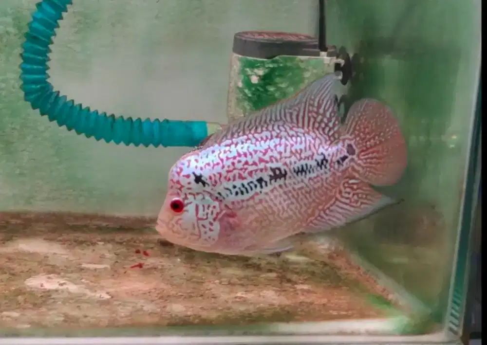 ikan lohan cencu 11cm good marking good pearl ekor bagus warna cerah