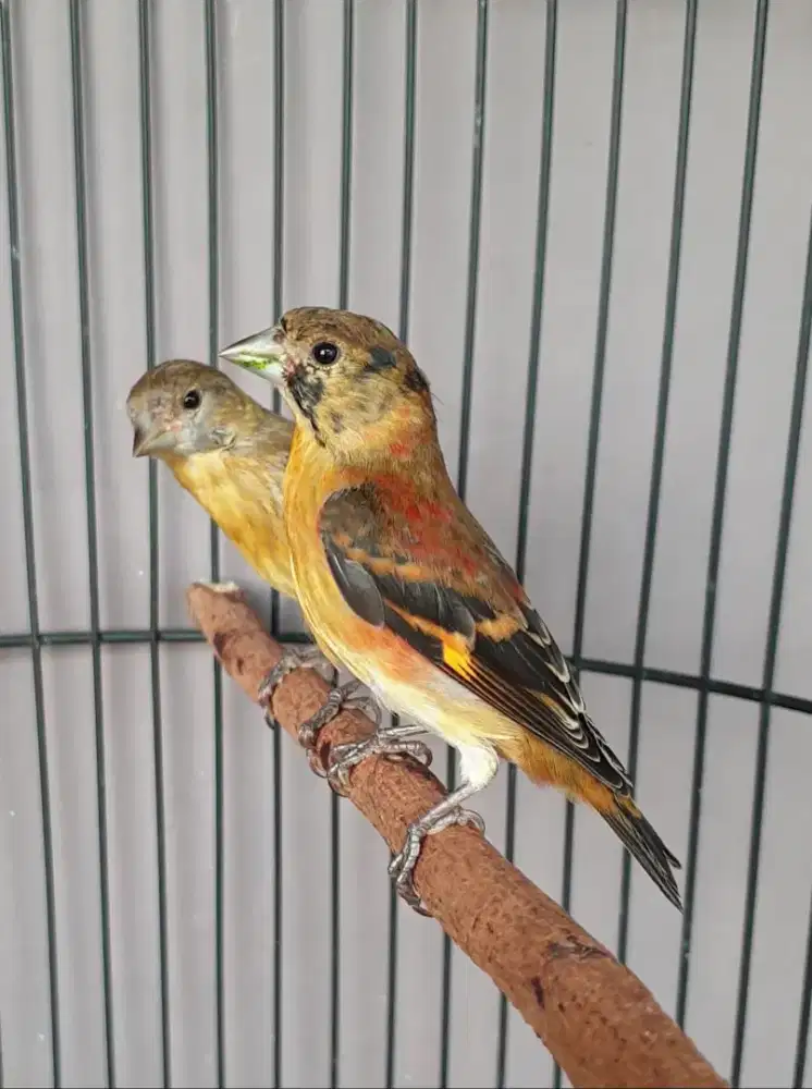 Red siskin paud klasik kaki hitam sepasang