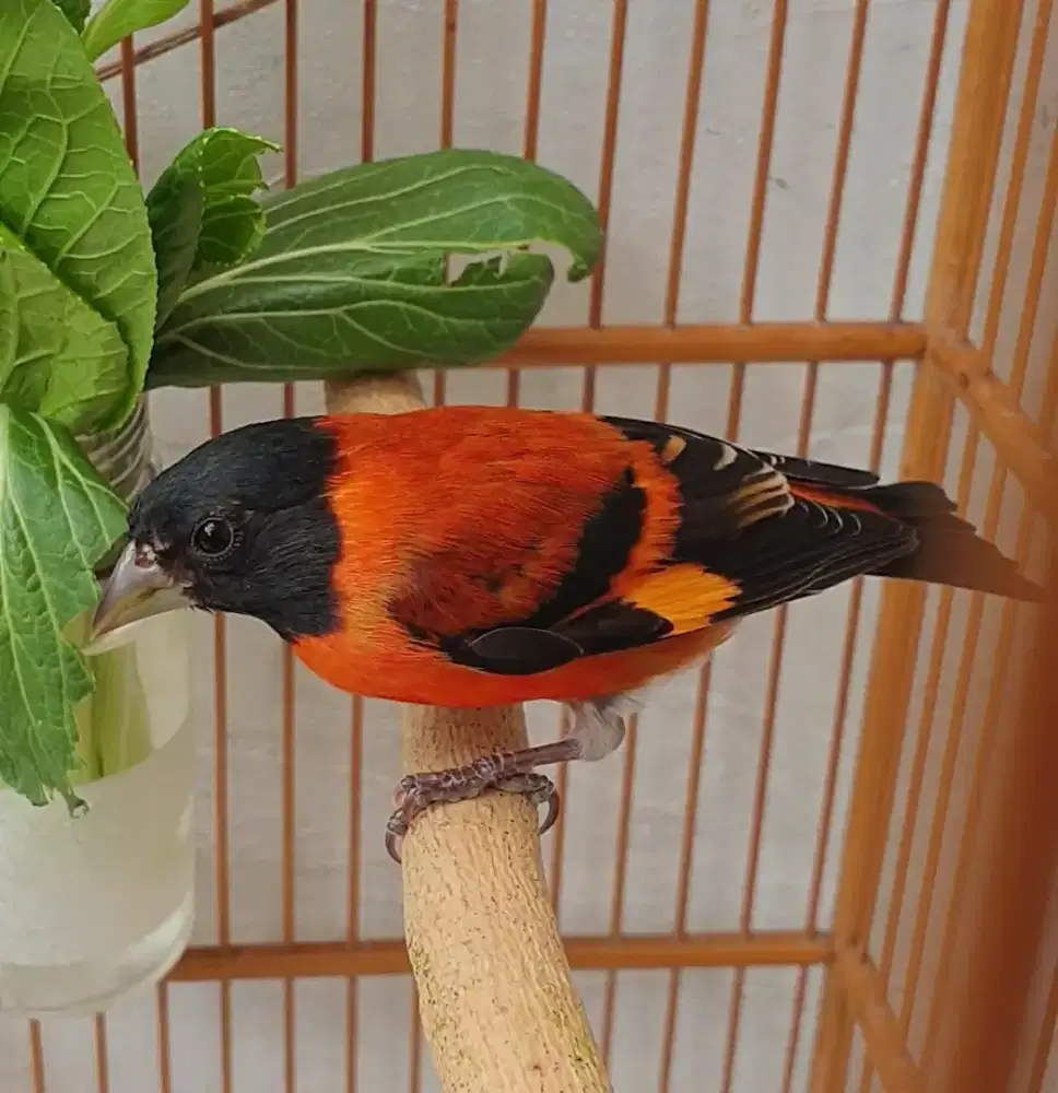 Red siskin klasik bujang kaki hitam