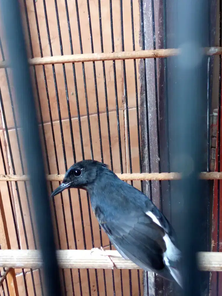 Murai betina trah blorok ada titik putih d area mata