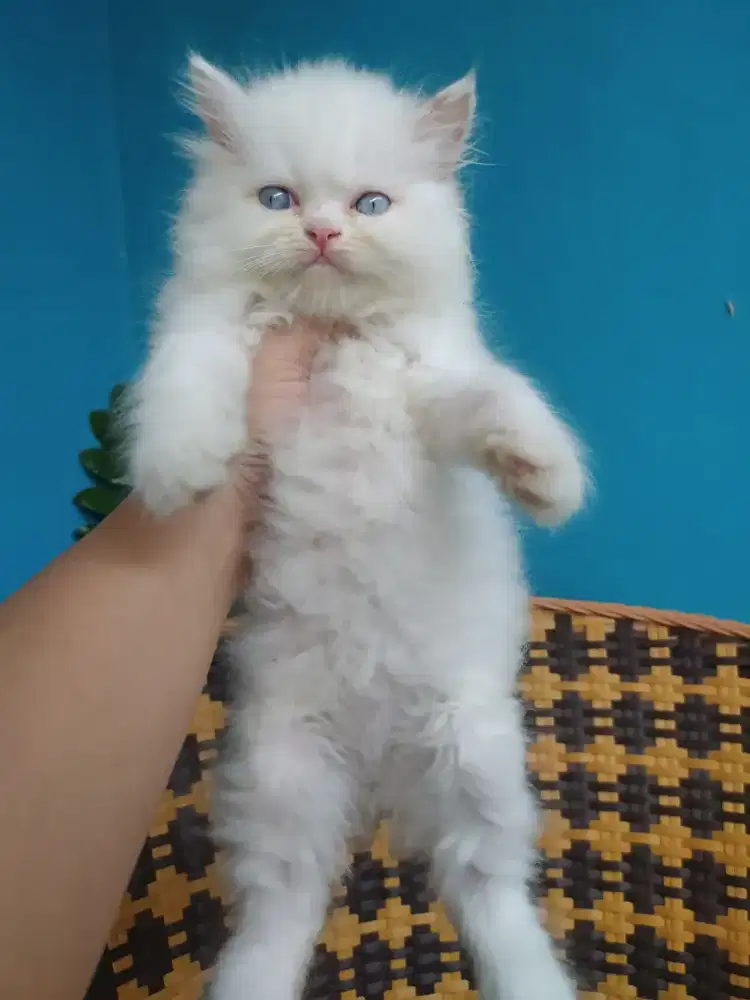 Kucing kitten persia