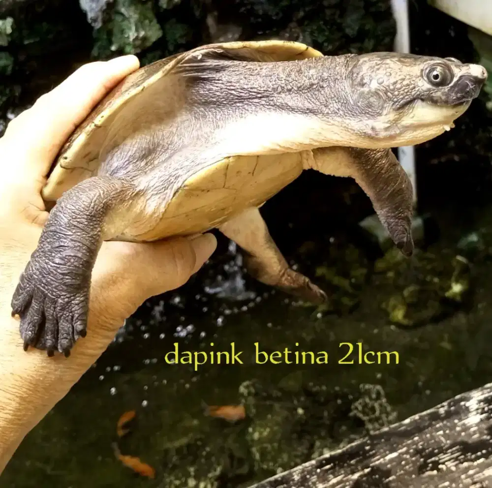 Kura air dapink