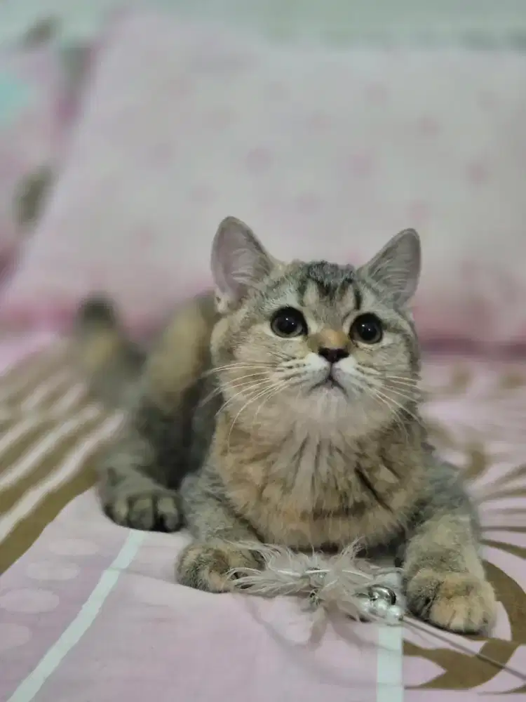 Kucing British Shorthair Betina