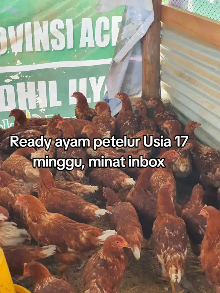 Ayam petelur siap produksi