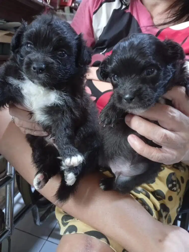 Anak anjing poodle