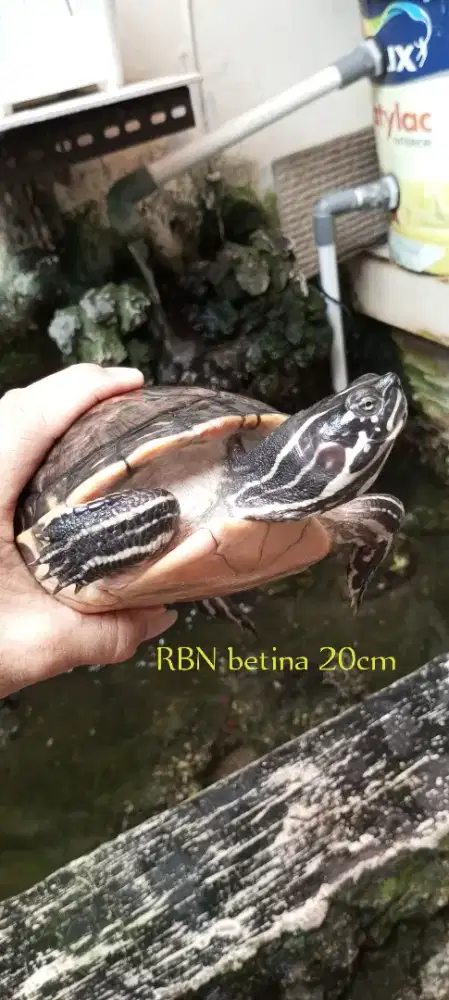 Kura air RBN betina