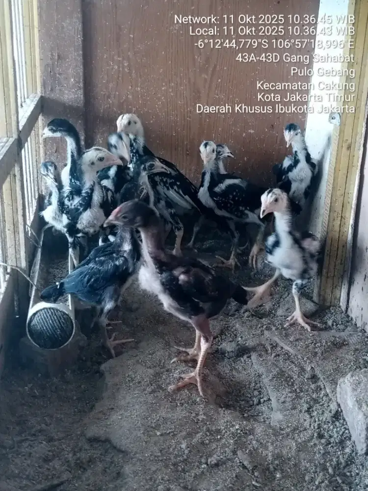 Borongan Trah Koytrad dan Birkok